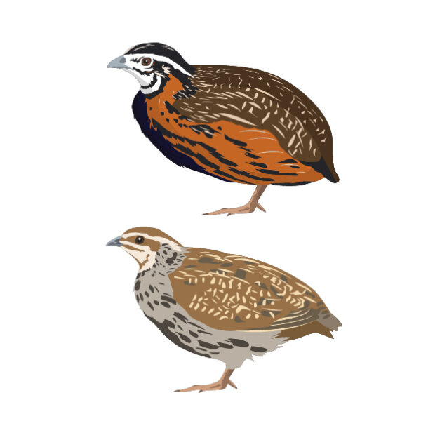 MUSE Museo delle Scienze - Trento