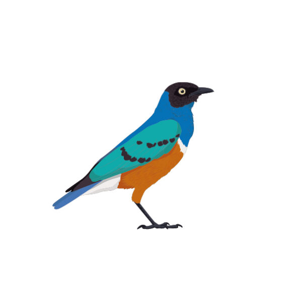 MUSE Museo delle Scienze - Trento