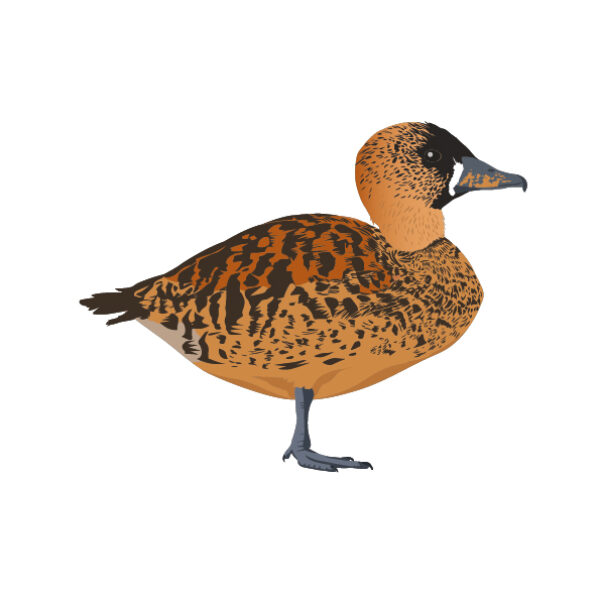 MUSE Museo delle Scienze - Trento