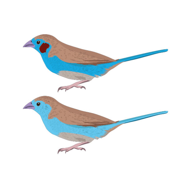 MUSE Museo delle Scienze - Trento